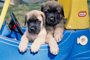 Image of english mastiff posted on 2022-03-13 14:06:50 from delhi